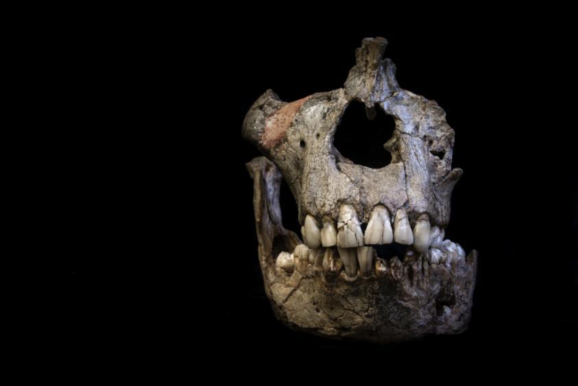 Skull of Australopithecus africanus specimen