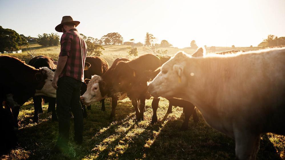 A farmer in the field with cattle (iStock)