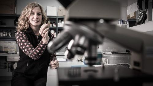 Sharon Robinson looks into a microscope while working in the lab. Photo: Paul Jones