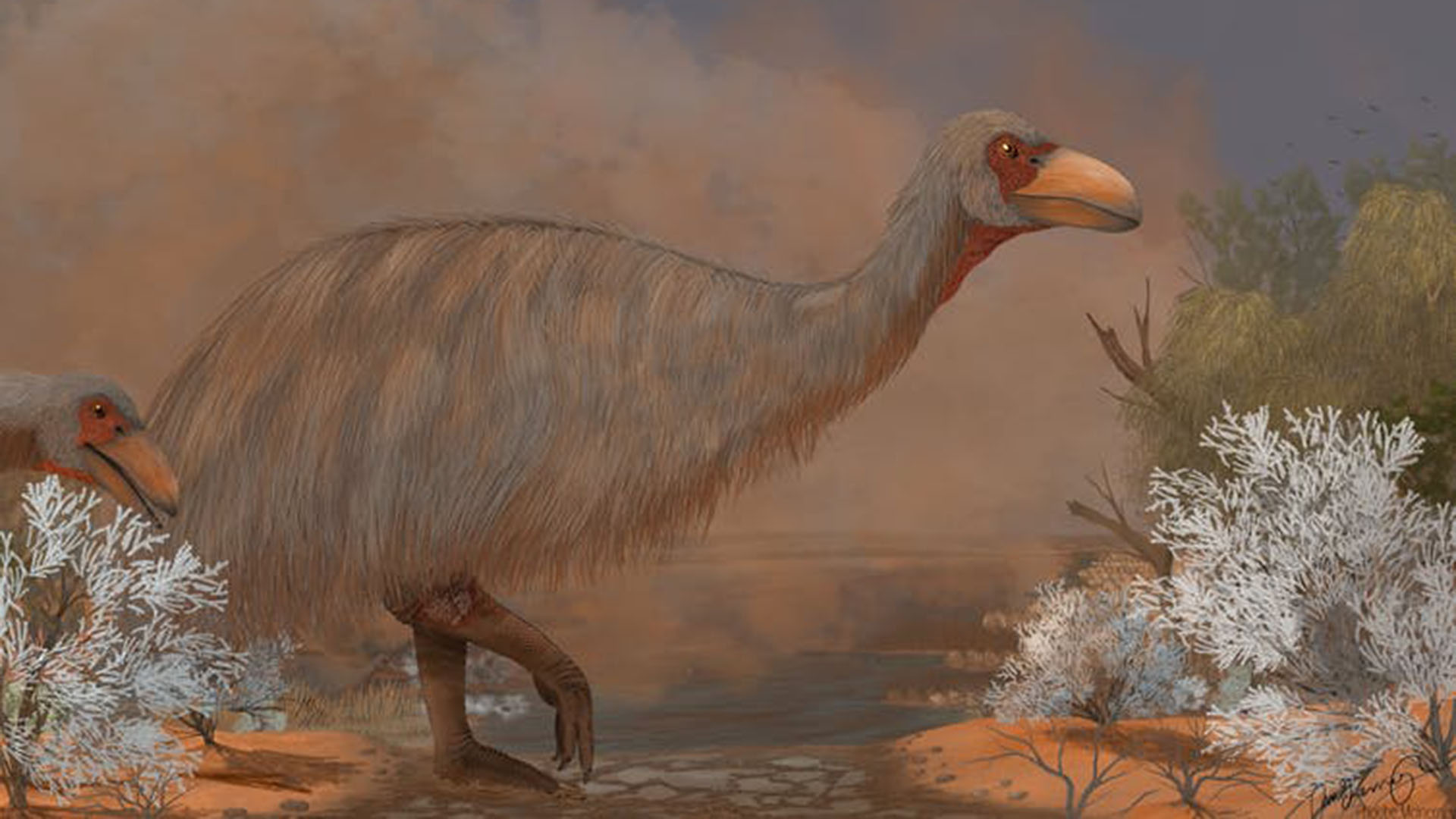 Fossil find reveals giant prehistoric ‘thunder birds’ were riddled with bone disease. Conversation. Image: Phoebe McInerney/@phoebyornis