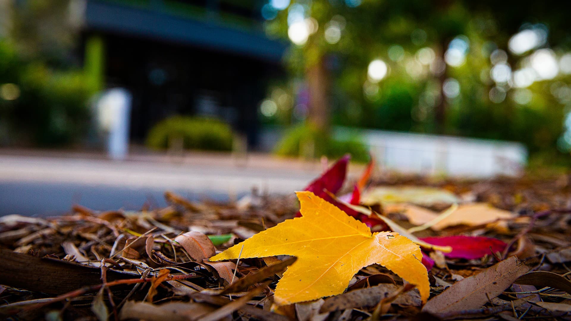 A generic image of an autumn leaf on UOW's Wollongong Campus.