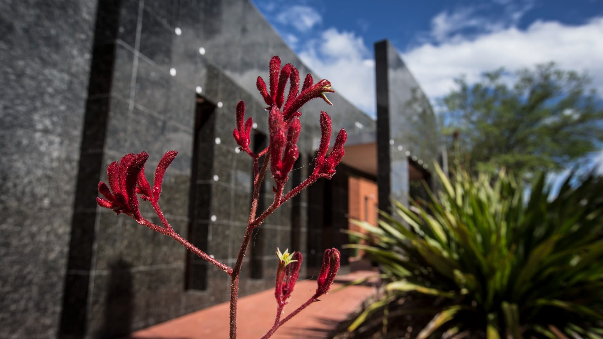 A picture of a red kangaroo paw plant with UOW Bega campus in the background.