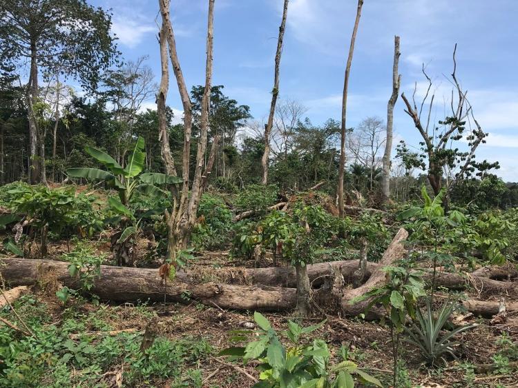 An image of deforested logs on the ground in Africa. Photo: Mighty Earth