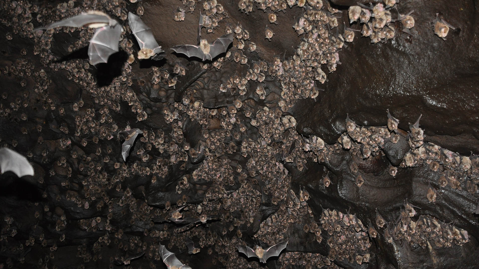 eastern horseshoe bats  (Rhinolophus megaphyllus) in a cave in NSW. Picture: Mike Morley, Flinders University