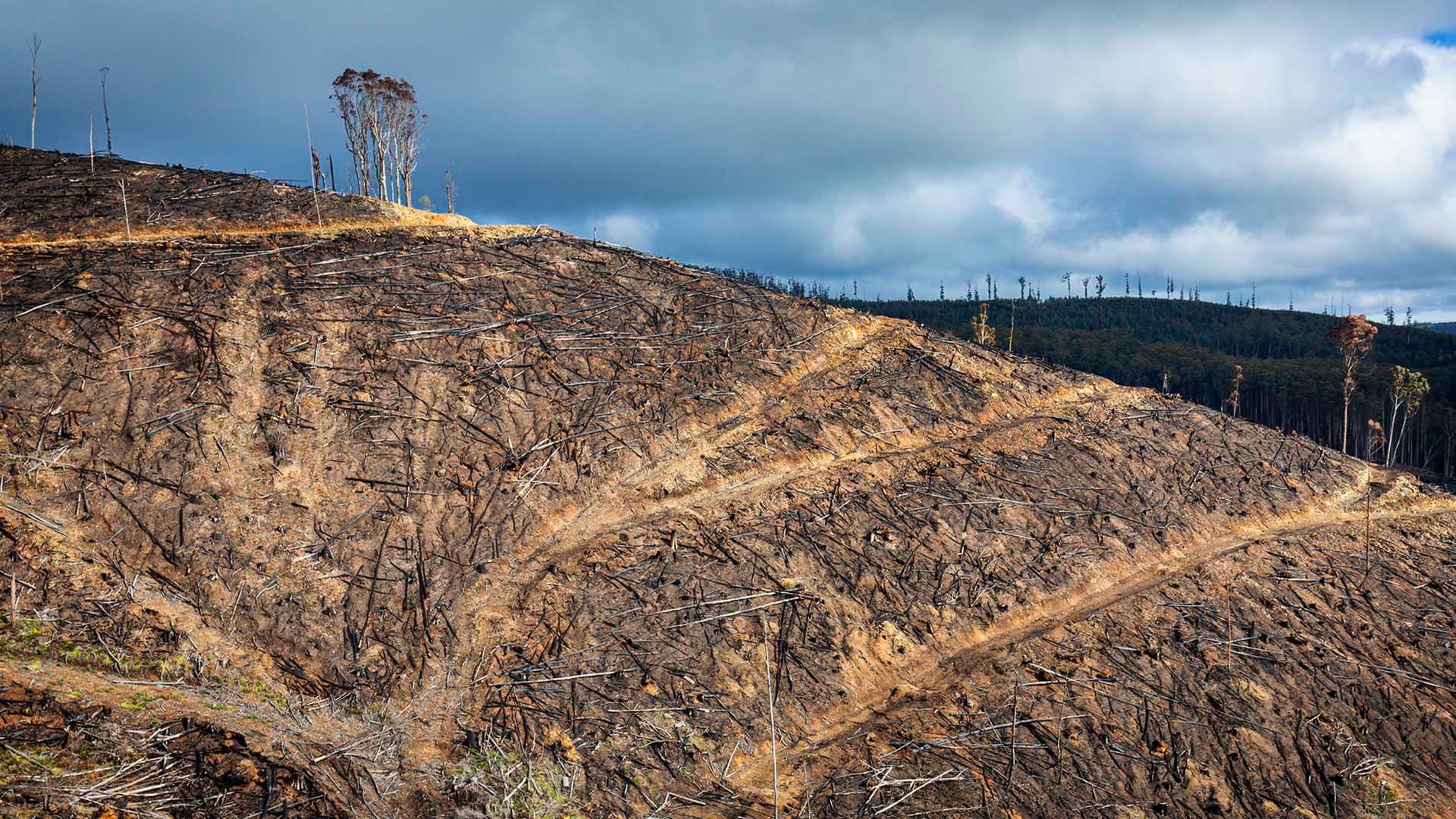 clear felled mountain ash forest by Chris Taylor