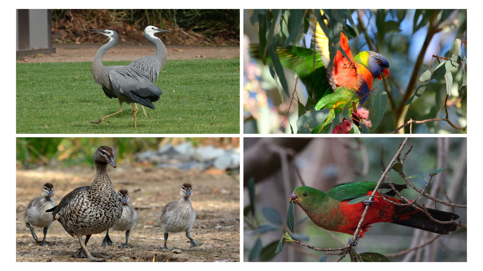 Birds photographed at UOW campus