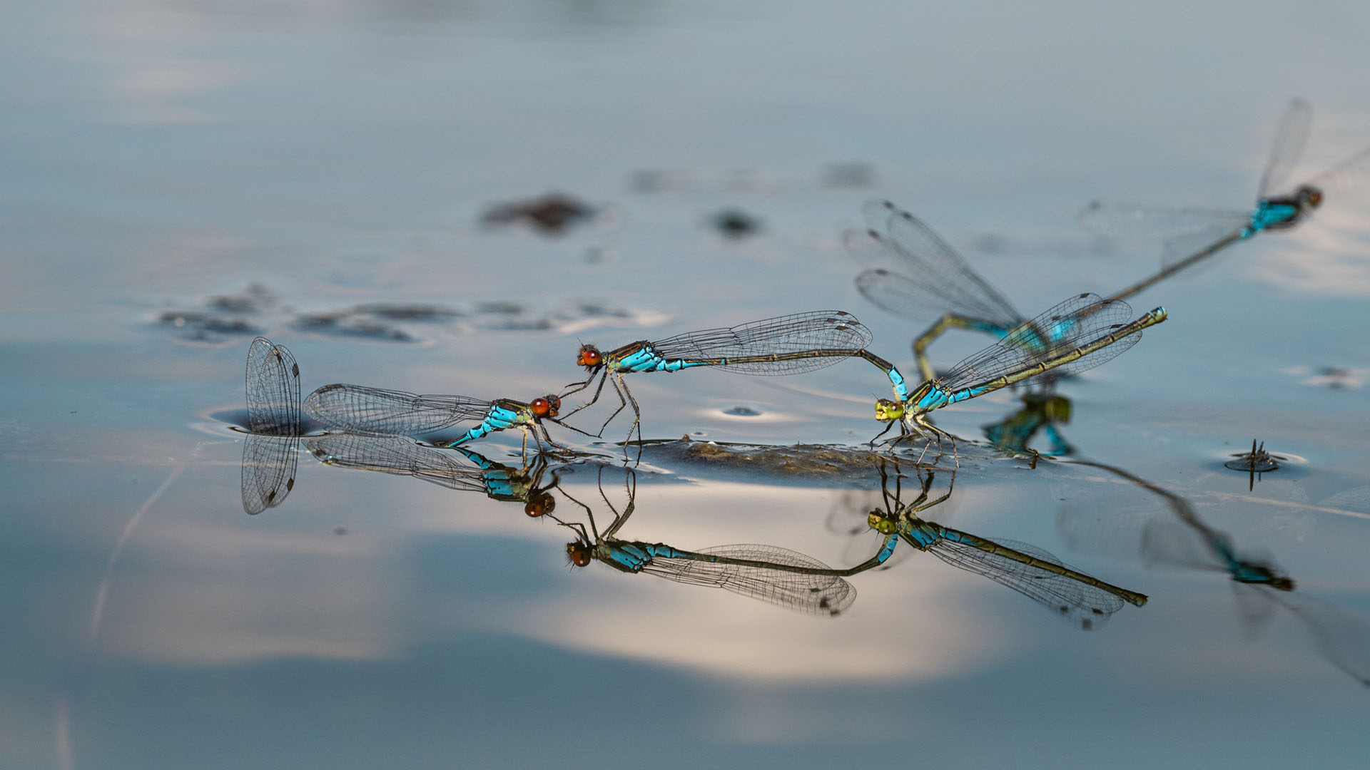 Dragonflies UOW pond