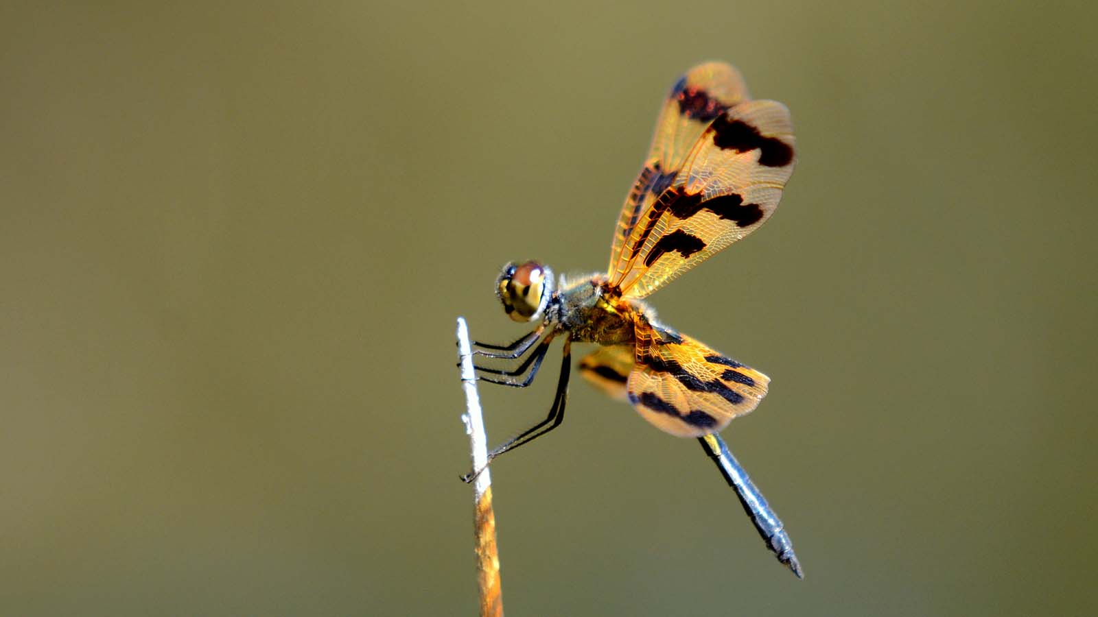 A closeup of a dragonfly