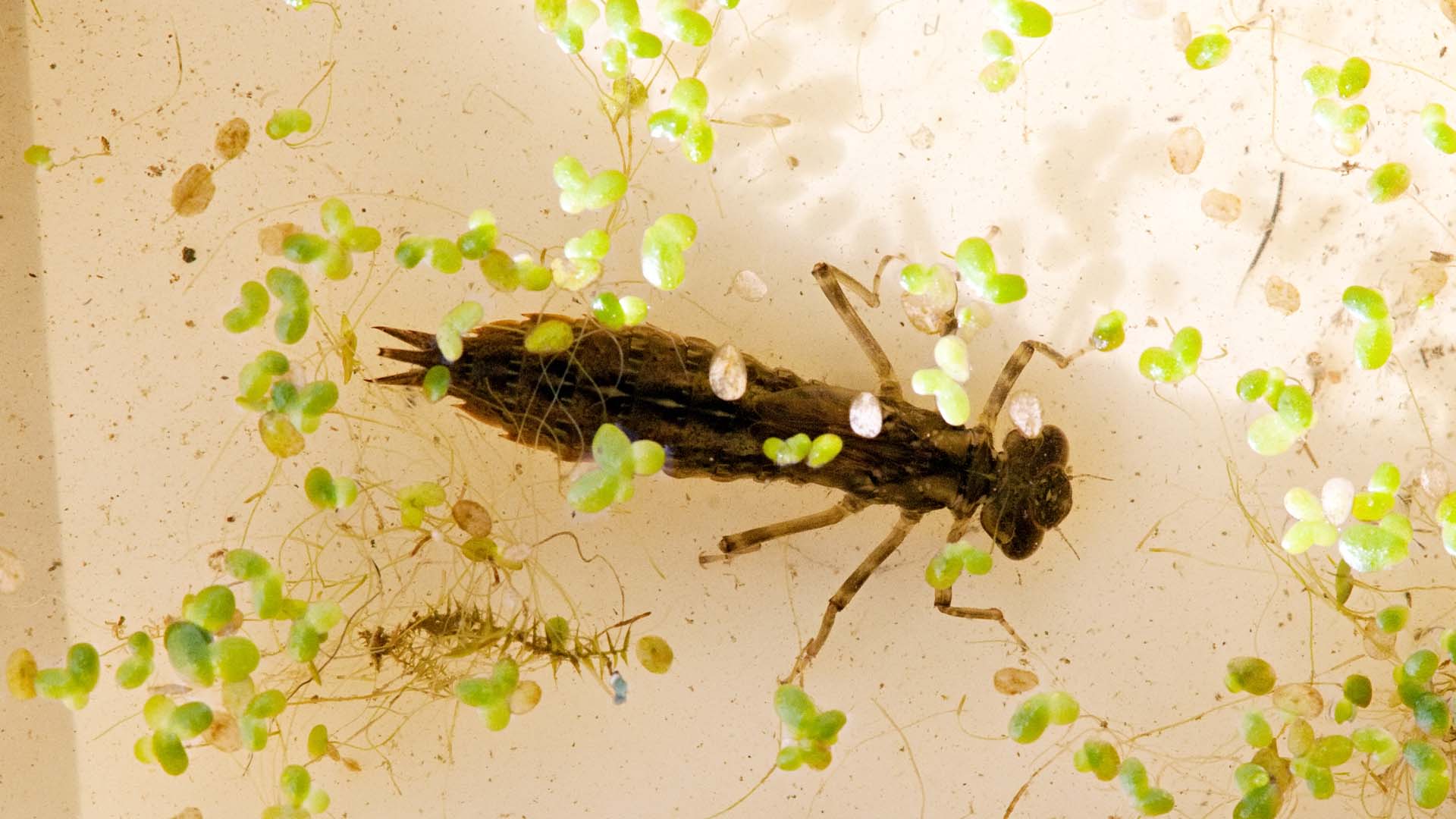 Dragonfly larva in the pond