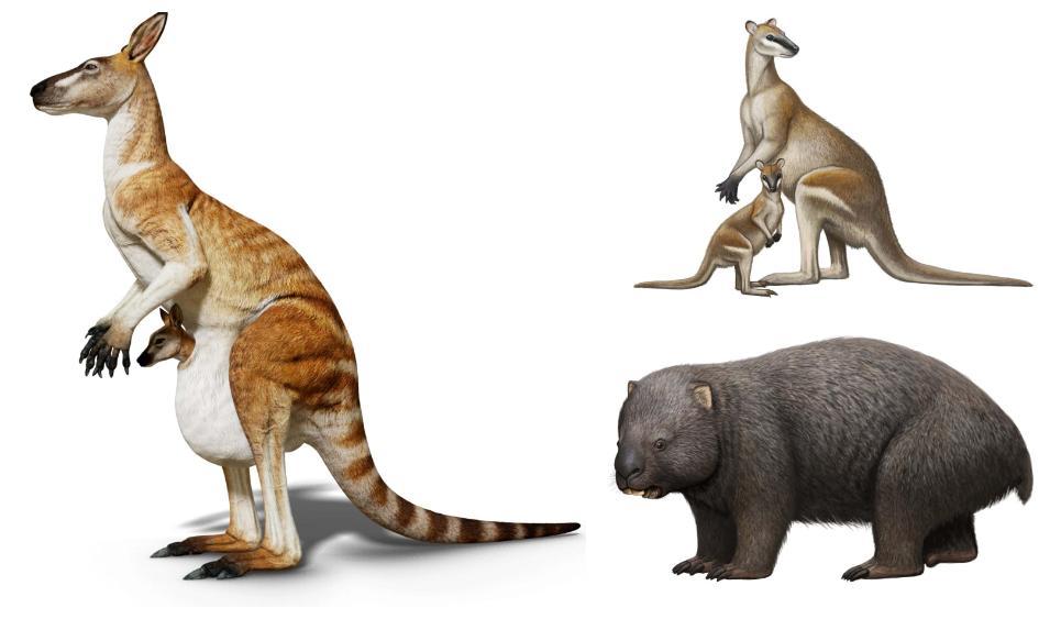 collage of artist's impressions of some of the megafauna from the South Walker Creek site