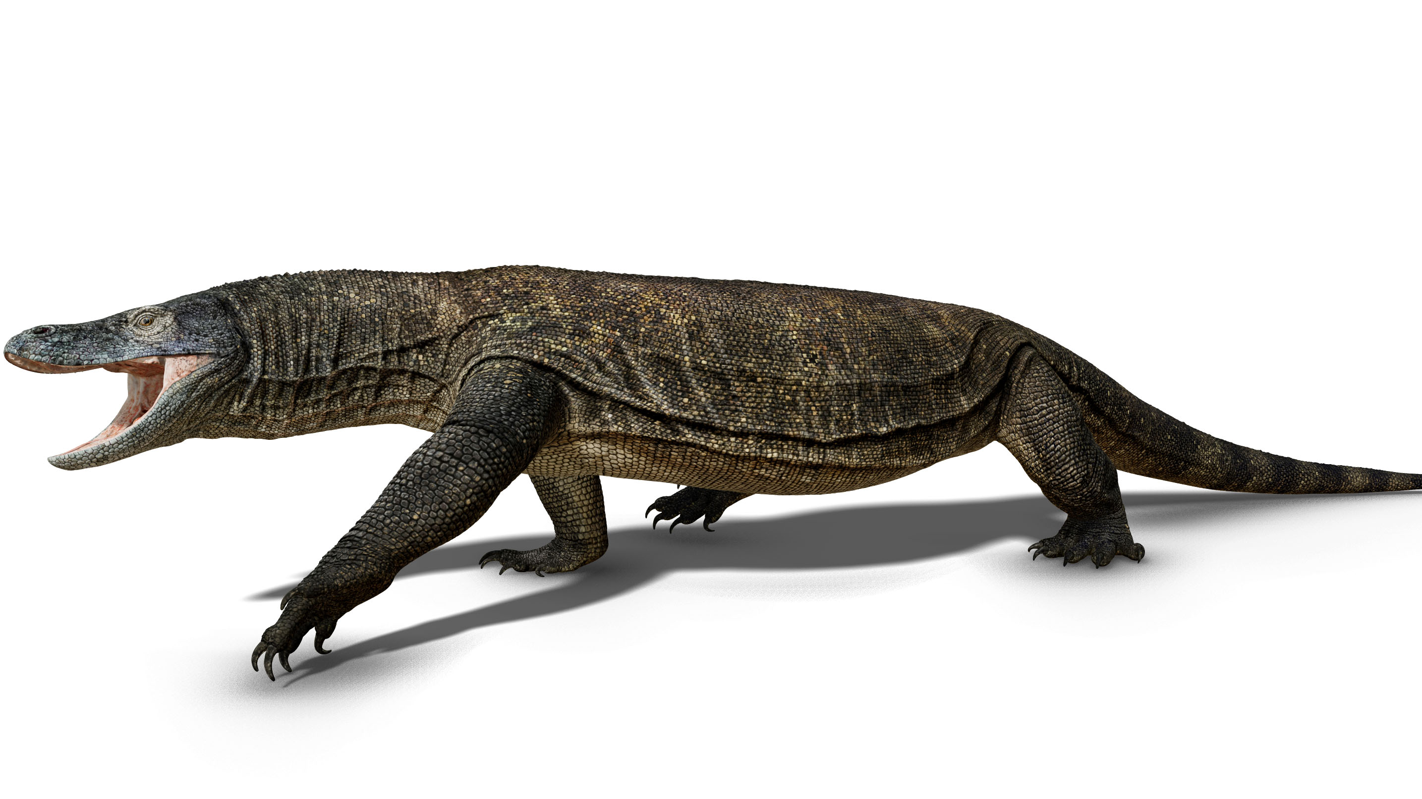 Giant monitor lizard. South Walker Creek megafauna.