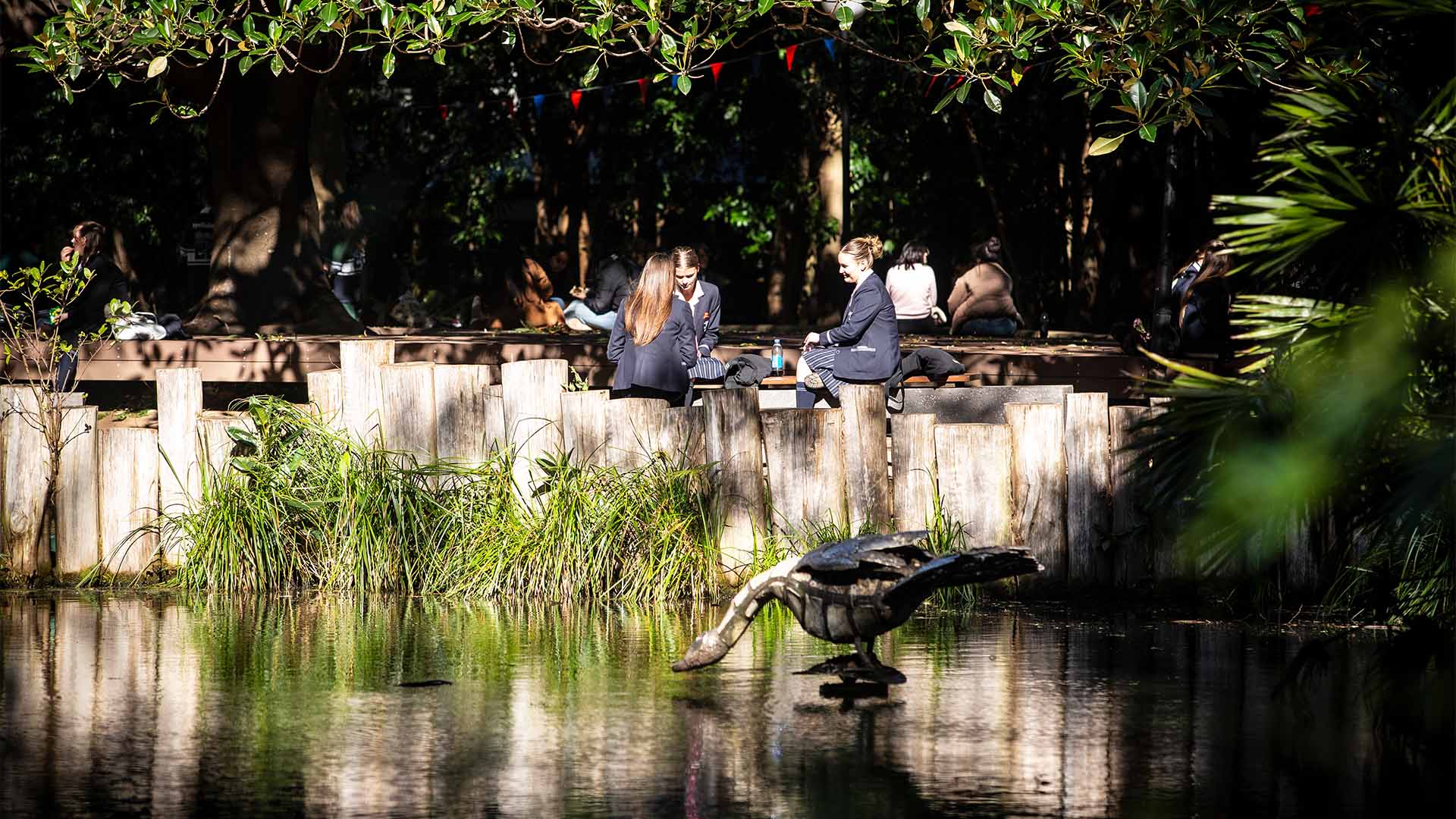 UOW ponds and ducks