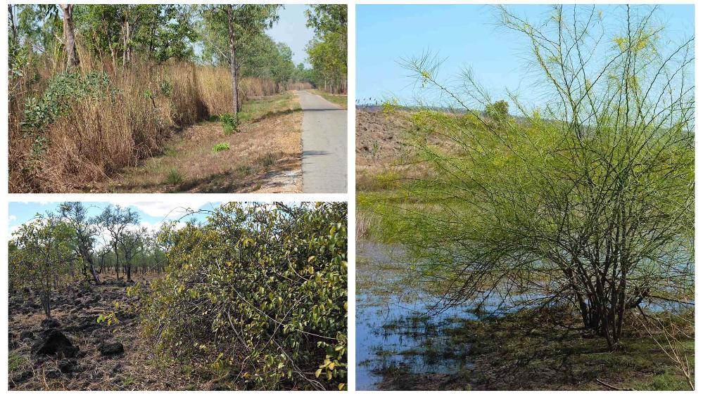 Collage of Parkinsonia, Gamba Grass and Rubber vine. Pictures by Jennifer Atchison