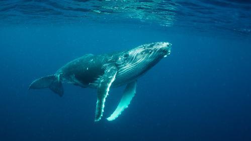 A juvenile humpback whale swims underwater along the Australian east coast.