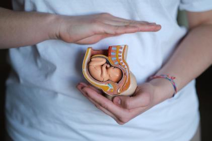 Shutter Stock image. Hand cradles a plastic model of an embryo, symbolising her expertise in supporting expectant mothers.