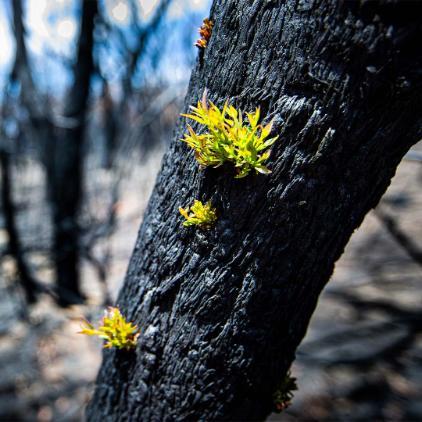 A black tree with some green shoots after bushfire