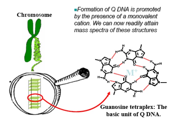 Beck drug DNA complexes
