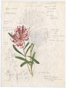 Herbarium Image