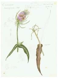 Herbarium Image