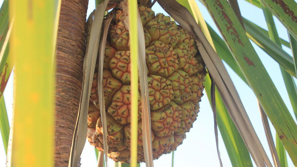 Anyakngarra (Pandannus spiralis) fruit. Picture: Anna Florin