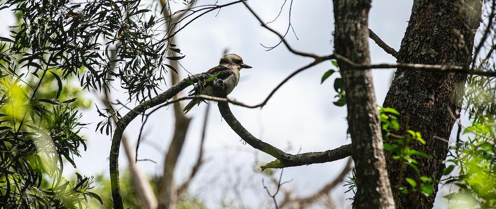 The birds and the trees: how nature infiltrates our everyday lives in the city