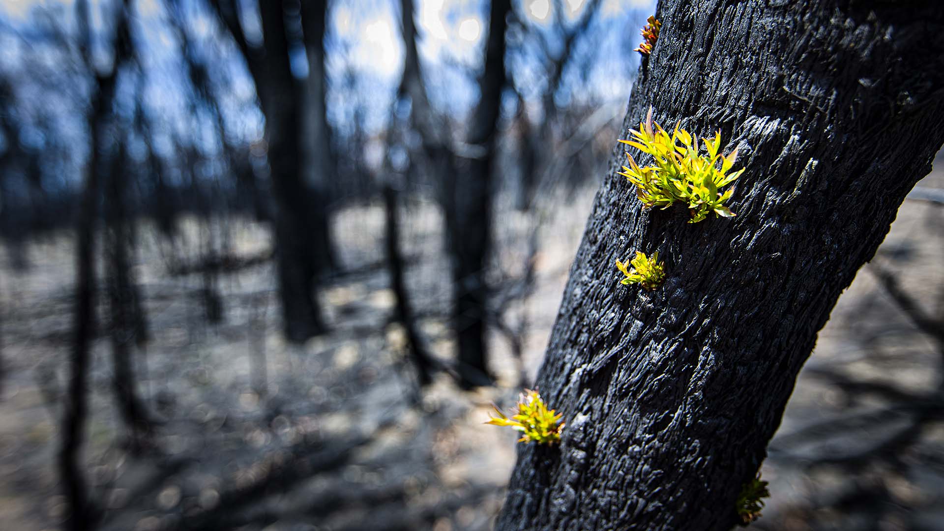 UOW to prioritise bushfire recovery research 
