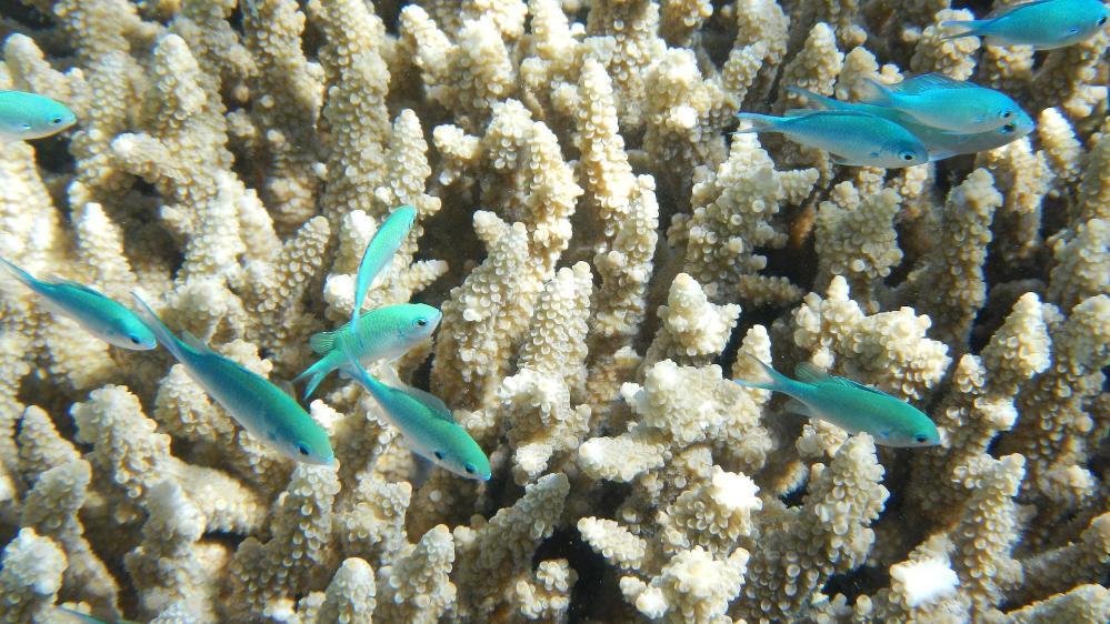 Bleached coral on the Great Barrier Reef, Picture C. Sharker