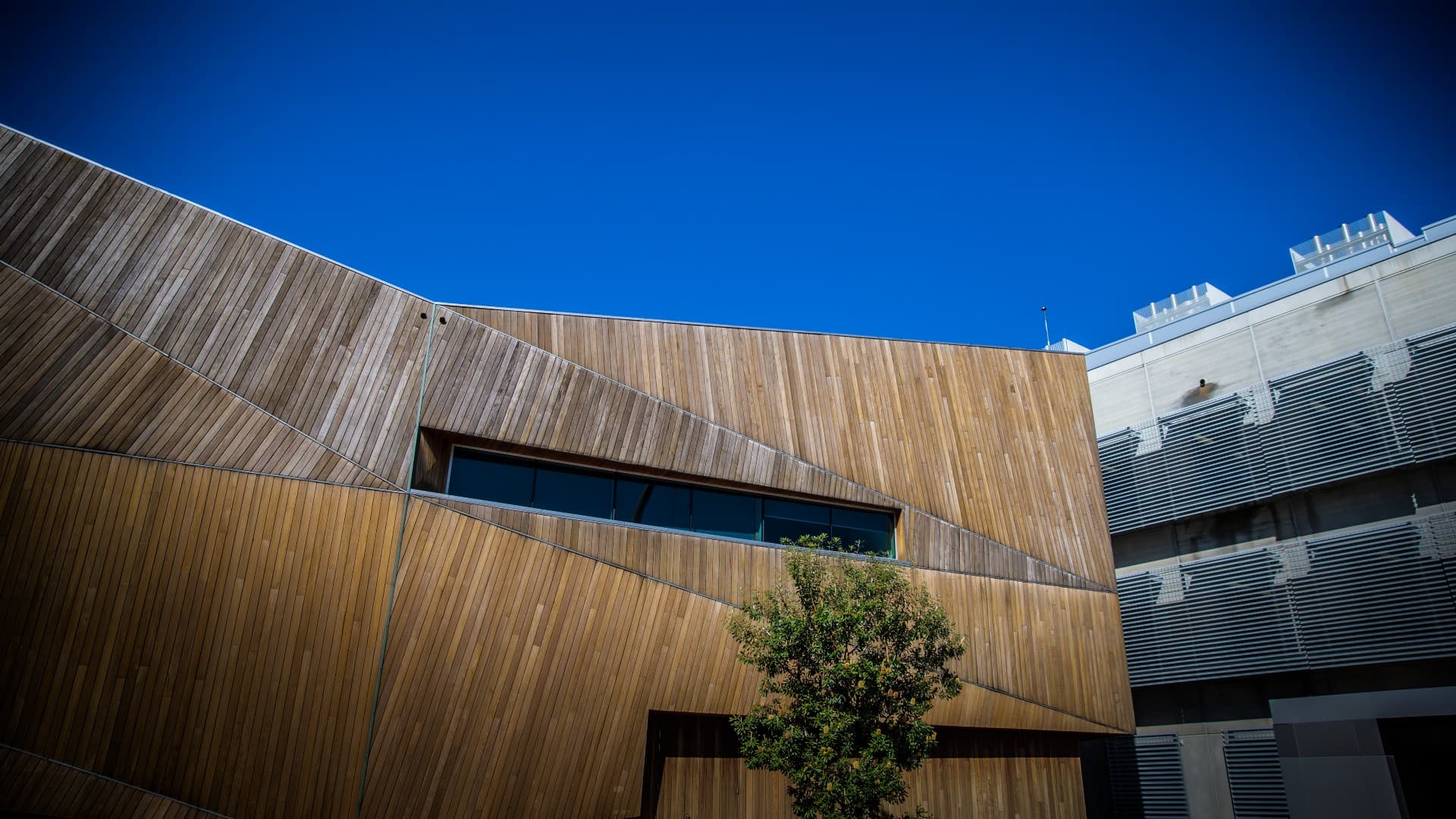 The front of the Australian Institute of Innovative Materials at Innovation Campus is pictured, with a tree in the foreground. Photo: Paul Jones
