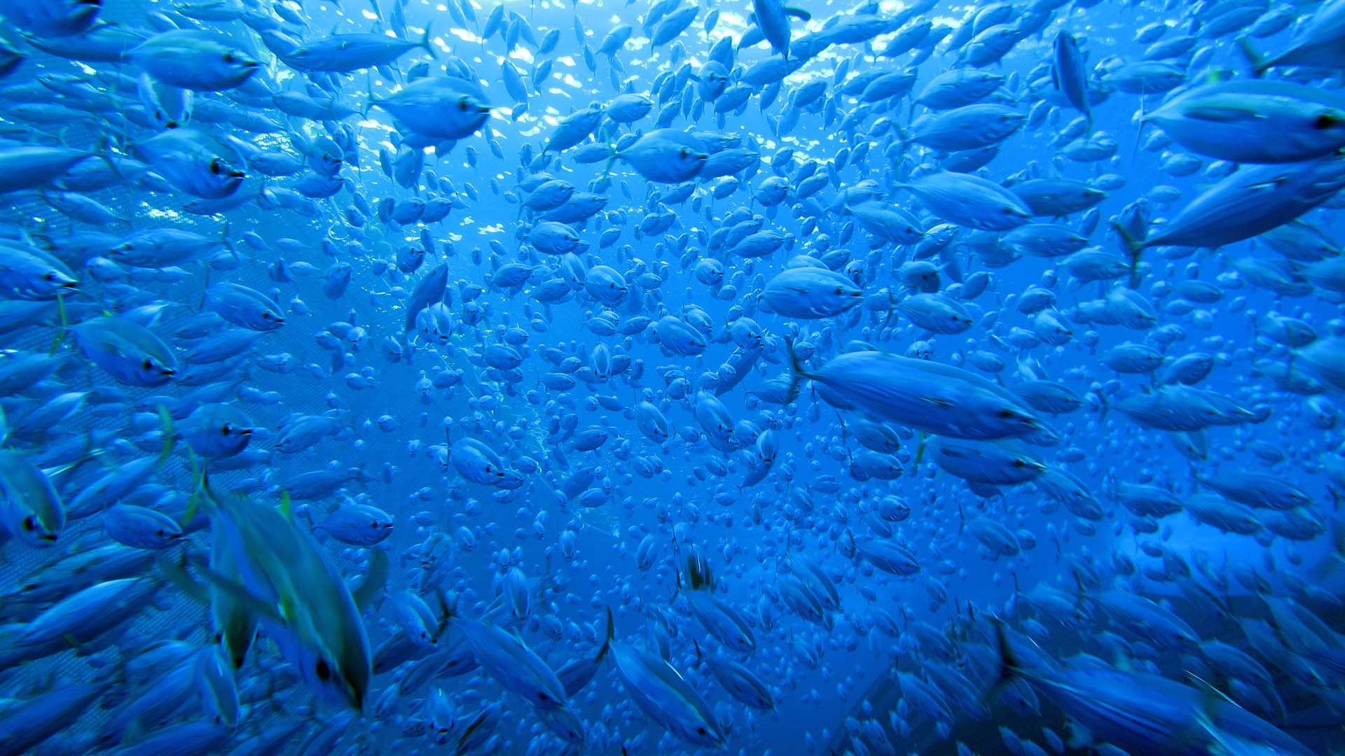 Climate change is causing tuna to migrate