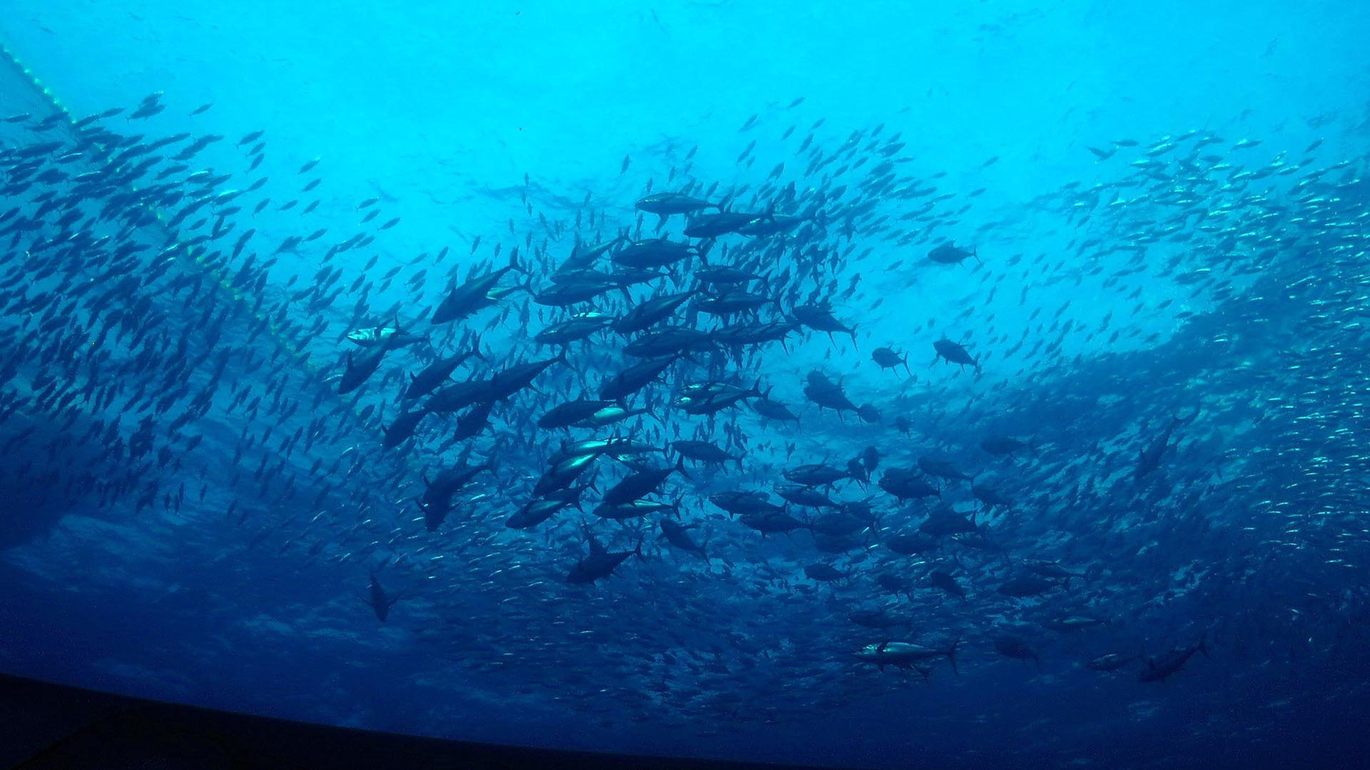 Climate change threat to ‘tuna dependent’ Pacific Islands economies
