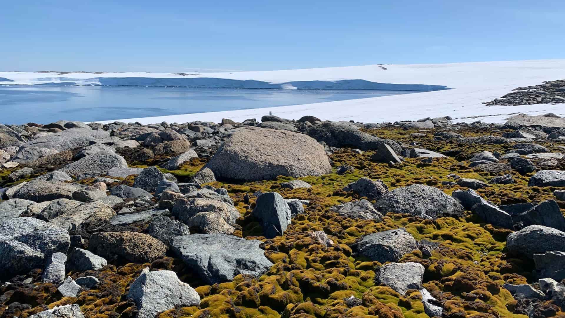 Photos from the field: spying on Antarctic moss using drones, MossCam, smart sensors and AI