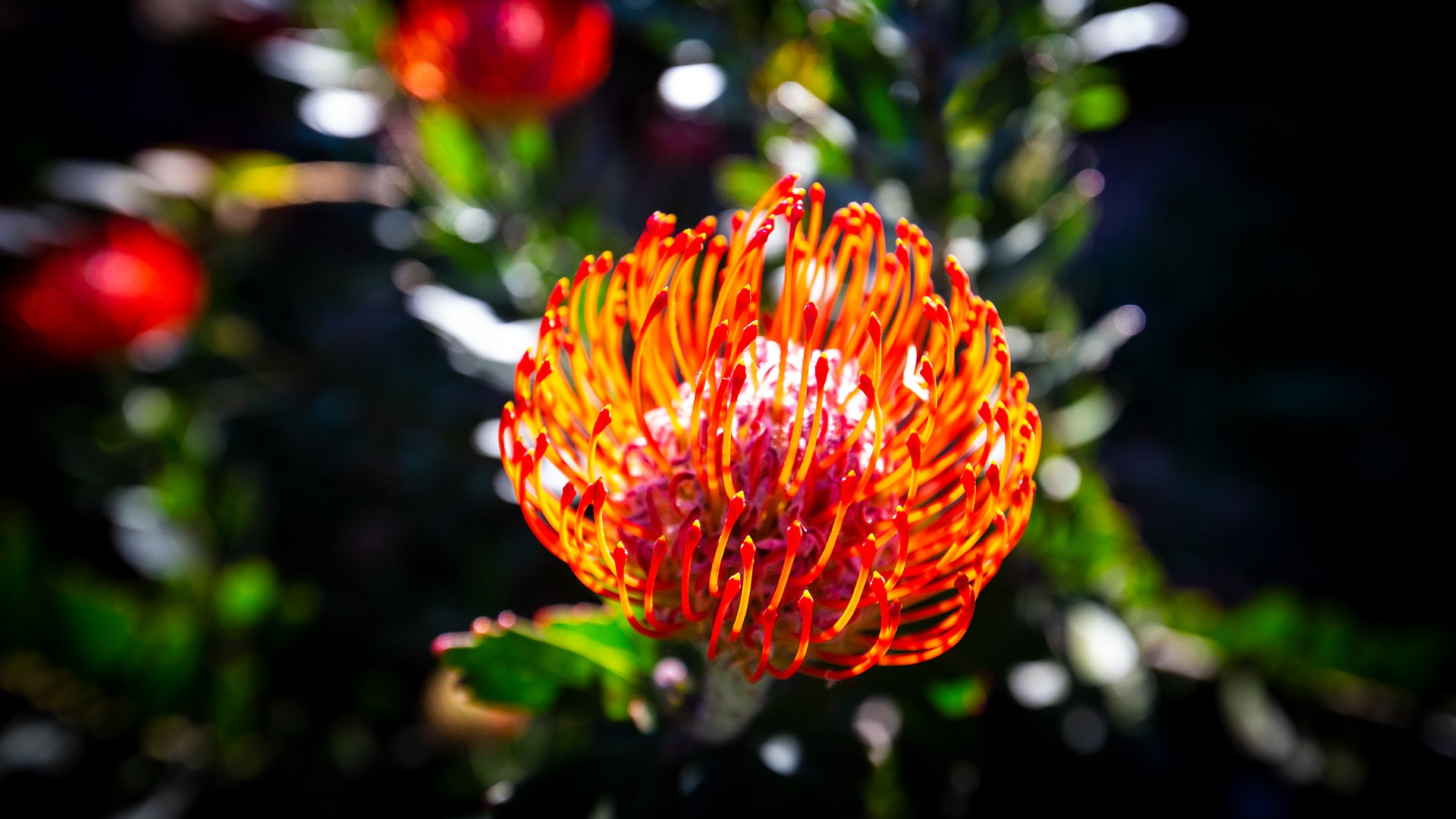 A vibrant orange banksia sits among a sea of green leaves, in an image from UOW's Wollongong Campus. Photo: Paul Jones