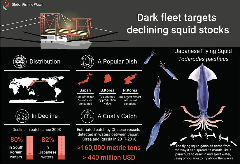 Infographic about Japanese flying squid