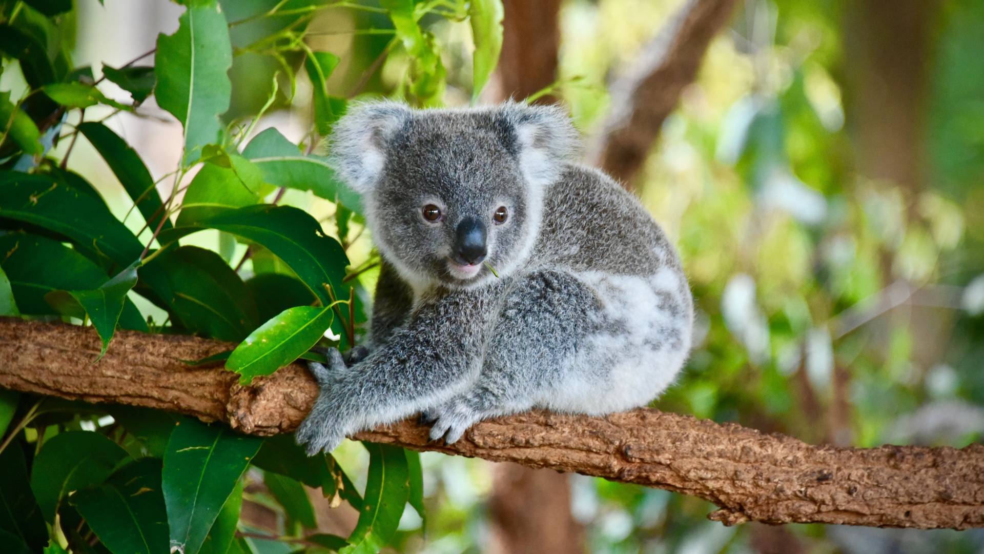 Koala vocals provide key to saving species