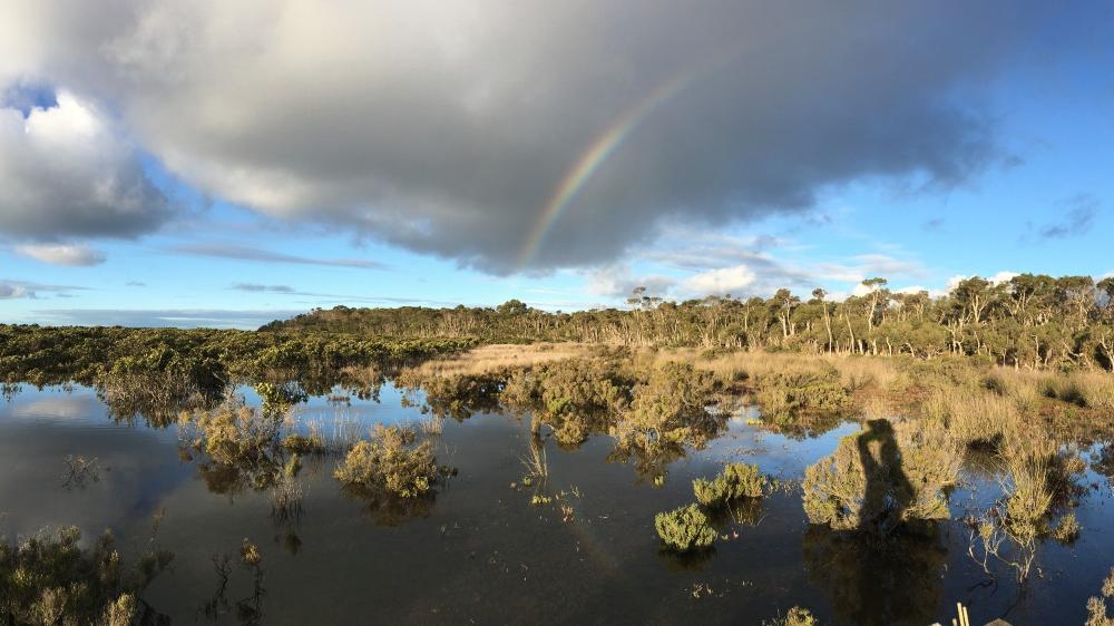 Global research on tidal marshes sounds the alarm on climate change